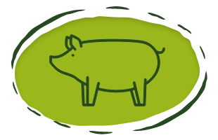 ikona świnia